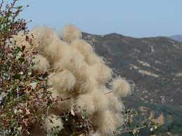 Chaparral clematis is native in the coast ranges and sierra nevada. Clematis Lasiantha Pipestem Clematis
