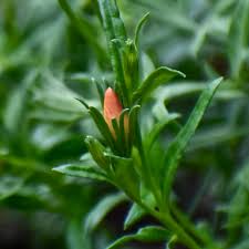 Image result for Menodora heterophylla