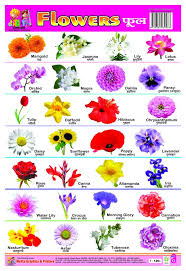 Click on the picture to start learning the interesting facts about each flower. Flower Names And Pictures In Hindi