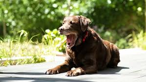 Be careful when spraying items around your pet as it may irritate their nose. Why Do Dogs Sneeze 7 Simple Explanations Purina