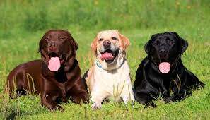 Grab the free dog training cheat sheet which discloses deepest dog training secrets that dog trainers don't want you to know about. How Much Is The Cost Of A Labrador Retriever Puppy In India Pet Lover Online