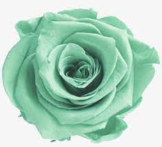 We did not find results for: Mint Transparent Flower Crown Mint Green Flower Png Free Transparent Png Download Pngkey