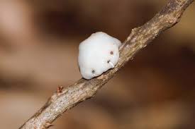 Image result for Otiophora caerulea