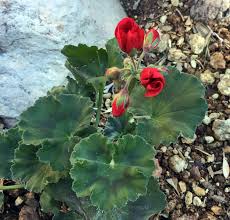 Grow fresh vegetables all year in phoenix. Brad S Tropical Paradise Growing Geraniums In Phoenix Arizona