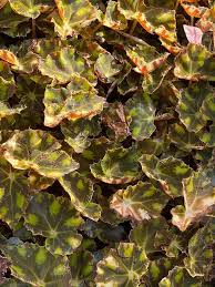 #15 jealous zebra #16 tiger paws. Plantfiles Pictures Begonia Species Eyelash Begonia Tiger Paw Begonia Begonia Bowerae By Kell
