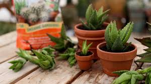 We did not find results for: Espoma Plant Care Can Also Be Self Care Espoma