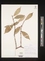 Image result for Garcinia huillensis