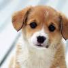 Find a pet kennel or pet boarding in brunswick, maine. 1