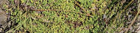 Recalcitrant seeds are typical of some tropical and subtropical trees. Orthodox Intermediate And Recalcitrant Seed Center For Plant Conservation