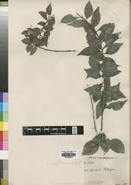 Image result for Hippocratea apocynoides