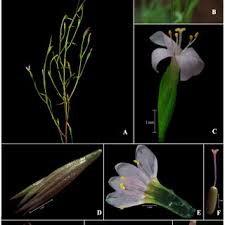 Image result for Schinziella