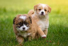 Puppies generally start to calm down once they reach 6 months to a year old. When Do Puppies Calm Down Dogpackr