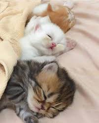 905056c1ac1dad141560467e0a99e1cf Cute Cats Photos Cute Animals Kittens Cutest