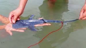 The Baby Whale Shark Interesting Facts Faq S Aquaworld