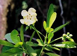 Image result for Voacanga thouarsii