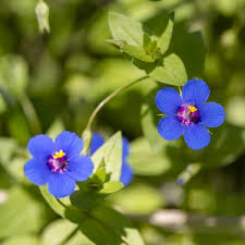 Image result for Lysimachia arvensis