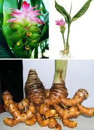 We did not find results for: Daftar Macam Macam Tanaman Obat Dan Khasiatnya