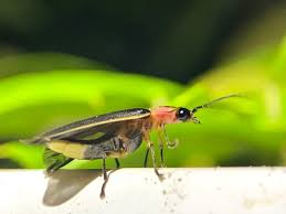 The Secret Lives of Fireflies - Cape May Magazine