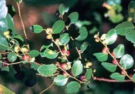 Image result for Phyllanthus udoricola