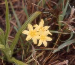 Image result for Hypoxis urceolata