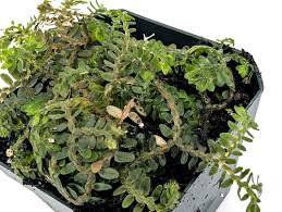 Image result for Selaginella soyauxii