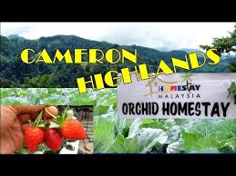 You willl have your own privacy including the large compound of o.33 acre, the house and. Cameron Highland Orchid And Rose Garden Brinchang Destimap Destinations On Map