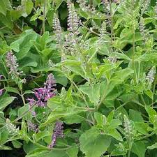 Image result for Teucrium