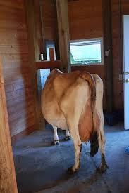 Fleckvieh genetics for dairy farms. Milking Parlor Design Post Pic Here Keeping A Family Cow Cow Parlour Design Livestock Poultry