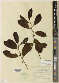 Image result for Pouteria altissima