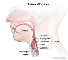 In this video i reveal. Exactly What Is A Larynx And Why Do I Need One Fox Chase Cancer Center Philadelphia Pa
