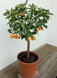 If you're in a location that doesn't get a lot of sun, set up a grow light near the plant and leave it on for up to 12 hours a day. 8 Best Kitchen Lemon Tree Ideas Lemon Tree Citrus Trees Tree
