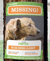How to report a found dog. What To Do With A Found Pet Step By Step Guide The Howl