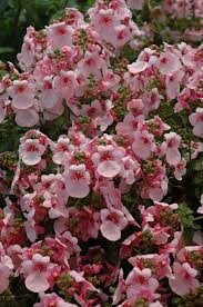 Image result for Diascia