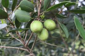 Image result for Manilkara obovata
