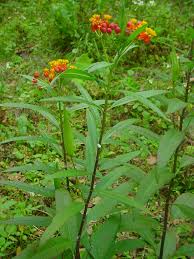 Image result for Asclepias curassavica