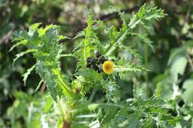 Image result for Sonchus asper