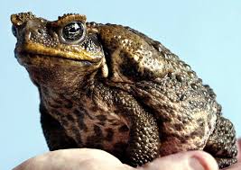 The following excerpt on eradication attempts is from wikipedia many new ideas have been proposed to control the cane toad population. Australian Cane Toads By The Million Lined Up For Export To China As Cancer Remedy South China Morning Post