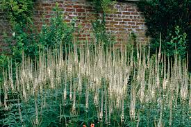 Вероникаструм виргинский альбум фото veronicastrum virginicum album. Veronicastrum Horticulture Week