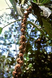 Image result for Urera