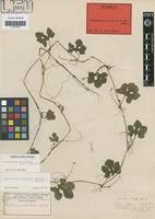 Image result for Corallocarpus welwitschii