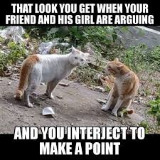 Animal Memes Are The Best Memes Funny Dog Pictures Funny Animals Funny Cat Memes