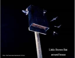 This is due to their extensive research, data gathering, providing educational opportunies, as well as raising money to. Help A Bat Build A Bat House Dnr News Releases