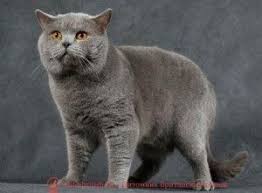 pin na doske british cats