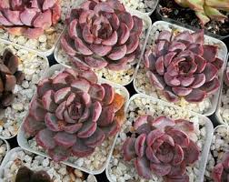 Image result for Aeollanthus parvifolius