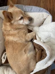 View jack russell terrier mix pictures and read stories about real jack russell terrier mixes. Adopted Sophie 8 9 Year Old Corgi Jack Russell Terrier Mix Ottawa Dog Rescue