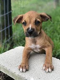 Call us & let us know exactly what you're looking for. Boxer Puppies Pets And Animals For Sale Orlando Fl