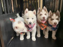 If you find a breeder in california or an online advertisement on. Siberian Husky Puppies For Sale San Jose Ca 330545