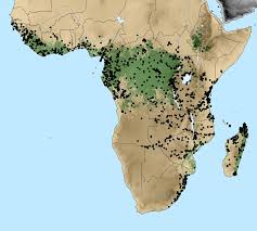 Image result for Monanthotaxis trichantha