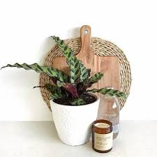 Birds Nest Fern Cats 15 Houseplants That Are Beautiful And Safe For Cats And Dogs In 2020 Cat Safe House Plants Cat Friendly Plants Indoor Cat Garden