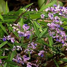 Image result for Polygala senensis